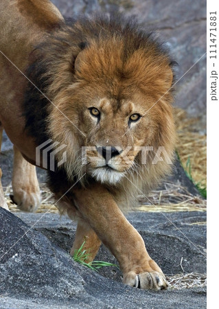 歩いて来るカメラ目線のオスのライオン 111471881