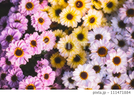 菊 キク 菊の花 111471884