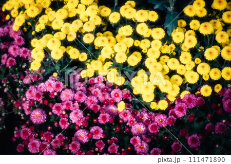菊 キク 菊の花 111471890