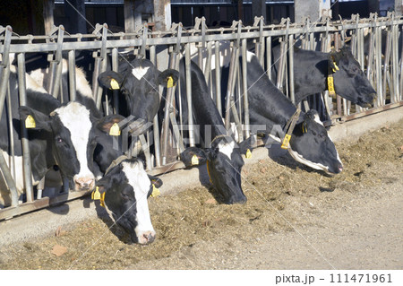 牛舎に並んで餌を食べる乳牛 牛舎に並んで餌を食べる乳牛 111471961