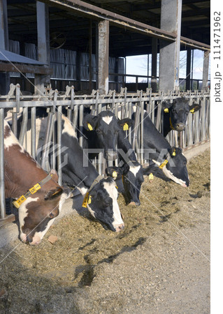 牛舎に並んで餌を食べる乳牛 111471962