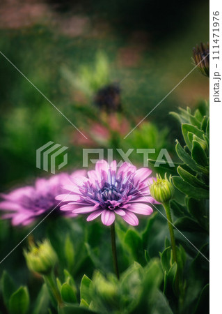 菊 キク 菊の花 111471976