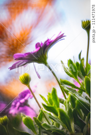 菊 キク 菊の花 111471978