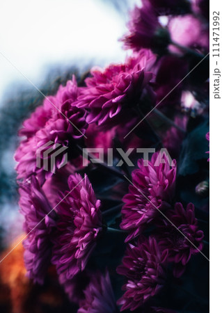 菊 キク 菊の花 111471992