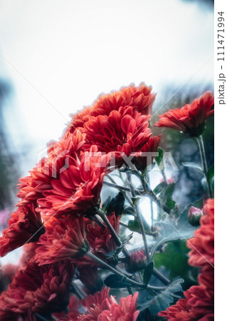 菊 キク 菊の花 111471994