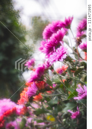 菊 キク 菊の花 111471995