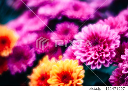 菊 キク 菊の花 111471997