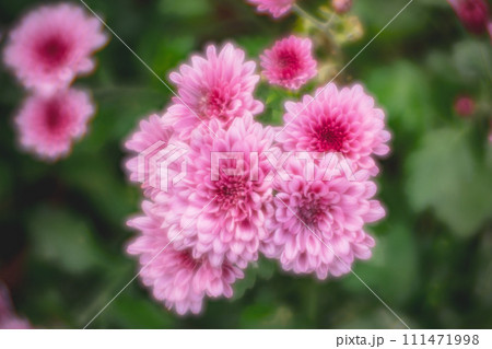 菊 キク 菊の花 111471998