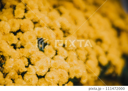 菊 キク 菊の花 111472000