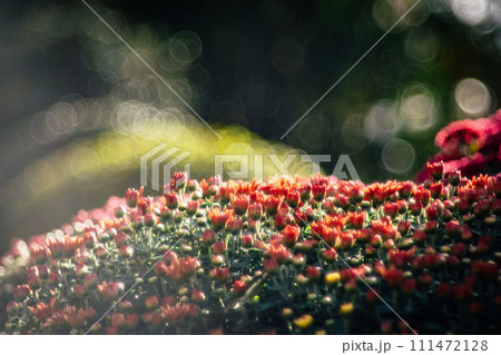 菊 キク 菊の花 111472128