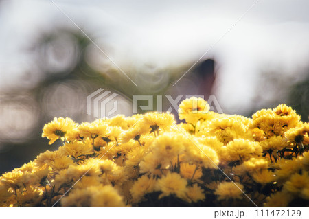 菊 キク 菊の花 111472129