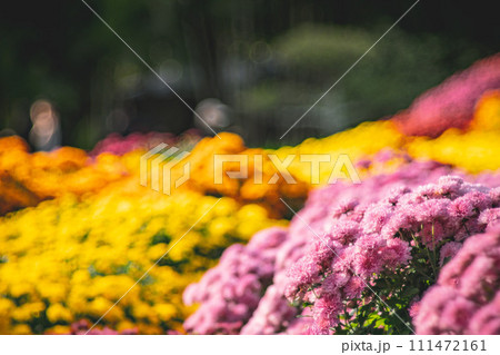 菊 キク 菊の花 111472161