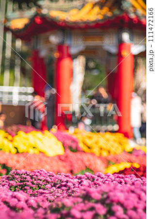 菊 キク 菊の花 111472166