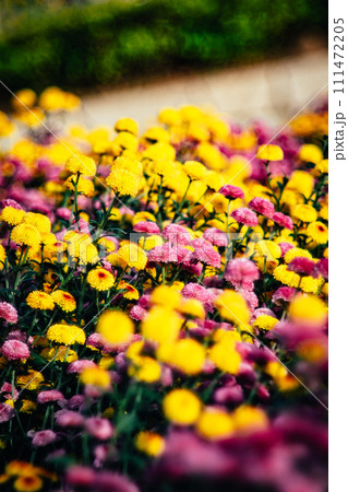 花 フラワー お花 111472205