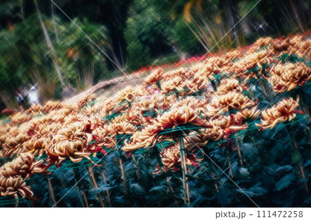 花 フラワー お花 111472258