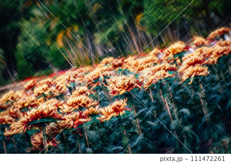 花 フラワー お花 111472261