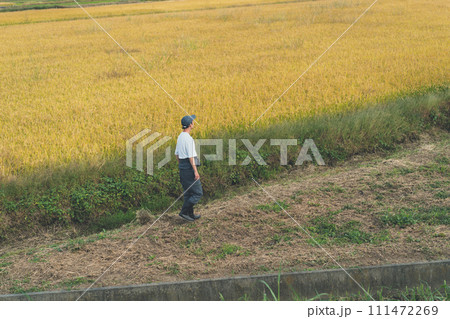 rice farming 111472269