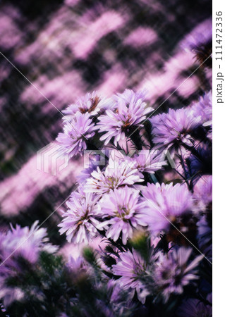 花 フラワー お花 111472336