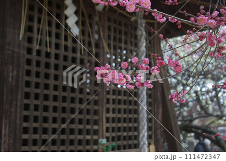 神社の境内に咲くピンクの梅の花 111472347