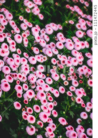 花 フラワー お花 111472445