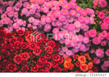 花 フラワー お花 111472527