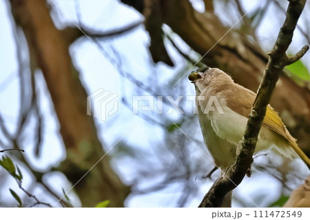 オキナグサ おきなぐさ 西洋翁草 111472549