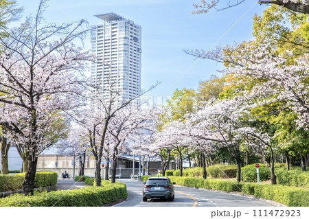 名古屋市、神宮東公園の桜並木 名古屋市、神宮東公園の桜並木 111472923