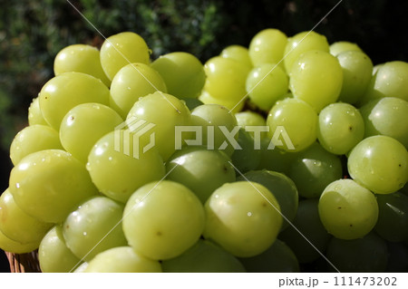 ~葡萄~ ○◯*+○シャインマスカット○+◯*○。 ~葡萄~ ○◯*+○シャインマスカット○+◯*○。 111473202