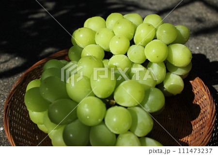 ～葡萄～　　　○◯*+○シャインマスカット○+◯*○。 111473237