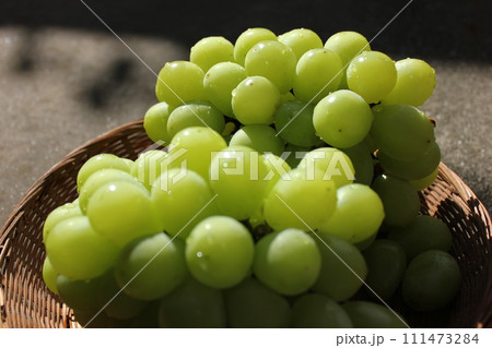 ～葡萄～　　　○◯*+○シャインマスカット○+◯*○。 111473284