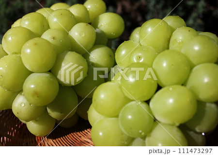 ～葡萄～　　　○◯*+○シャインマスカット○+◯*○。 111473297