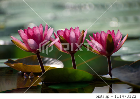 Three pink water lily flowers close-up in cont light Three pink water lily flowers close-up in cont light 111473322