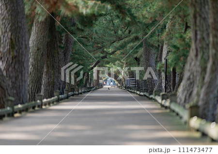 三保の松原　神の道 111473477