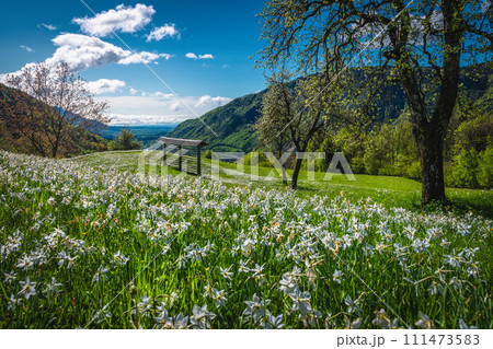 Blooming white daffodil flowers on the green hills in Slovenia 111473583