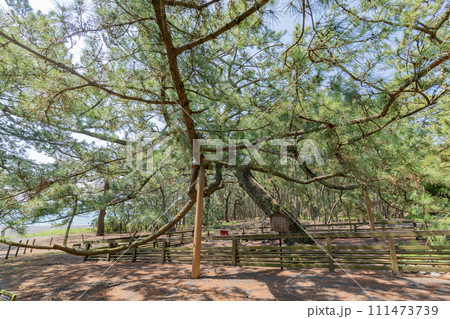 三保の松原 111473739