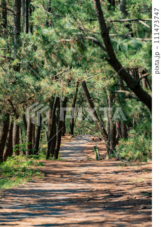 三保の松原 三保の松原 111473747