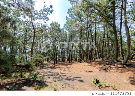 三保の松原 111473751