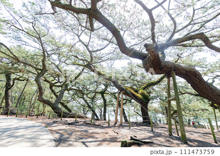 三保の松原 三保の松原 111473759