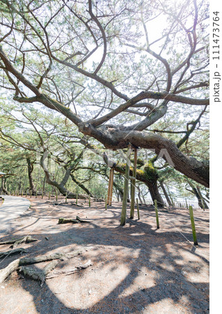 三保の松原 三保の松原 111473764