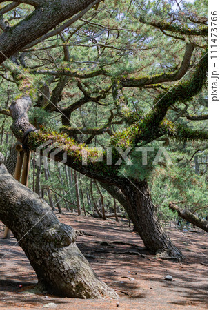 三保の松原 三保の松原 111473766