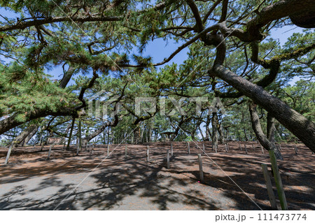 三保の松原 111473774