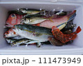 釣れたて新鮮な魚たち 111473949