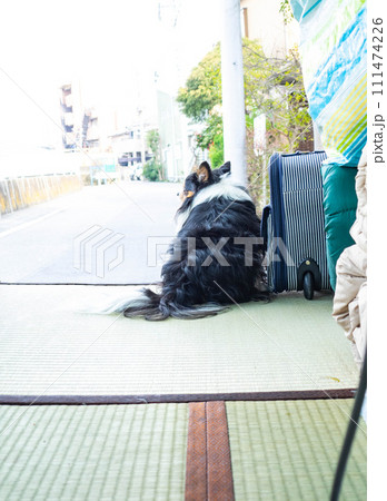 散歩したくて飼い主を探しているチワワ 散歩したくて飼い主を探しているチワワ 111474226