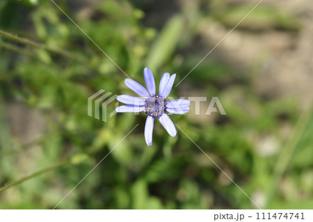 Blue Daisy The Blues Blue Daisy The Blues 111474741