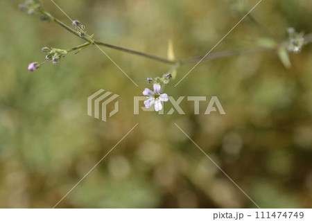 Babys breath 111474749
