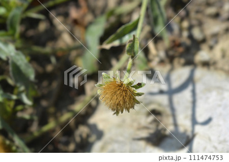 Alpine aster 111474753