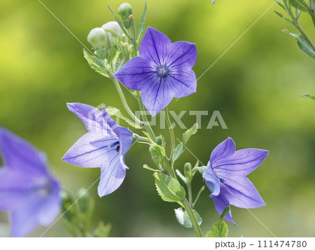 紫色のキキョウの花 紫色のキキョウの花 111474780