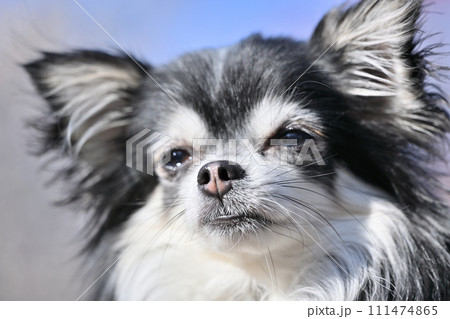 かわいいロングコートチワワのアップ かわいいロングコートチワワのアップ 111474865