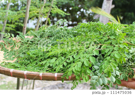 モリンガの葉 111475036