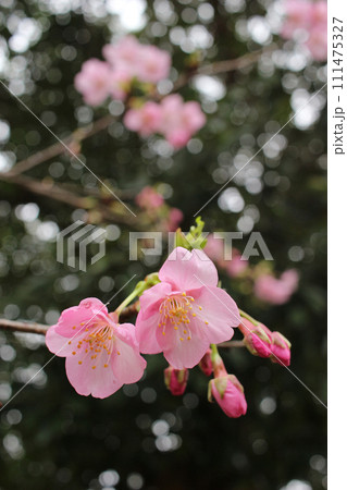 一足早く咲き始めた河津桜 111475327